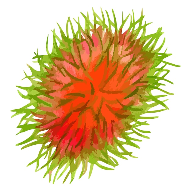 Vetor ilustração em aquarela vetorial de frutas rambutan