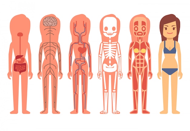 Ilustração em vetor anatomia médica corpo mulher