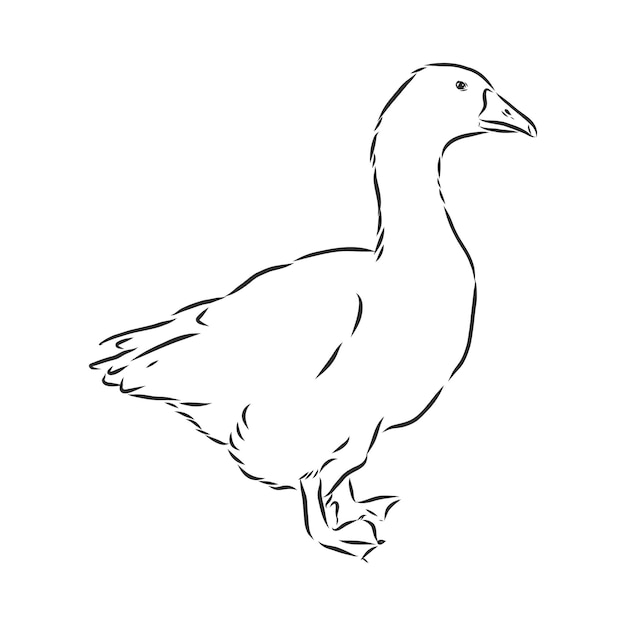 Ilustração em vetor animal ganso desenhado à mão.