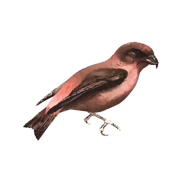 Vetor ilustração em vetor aquarela crossbill