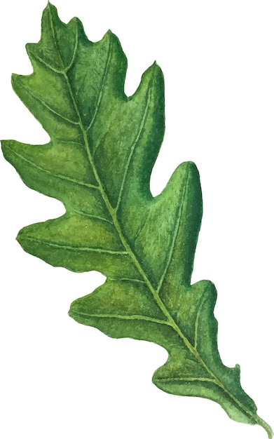Ilustração em vetor aquarela de folha de carvalho verde