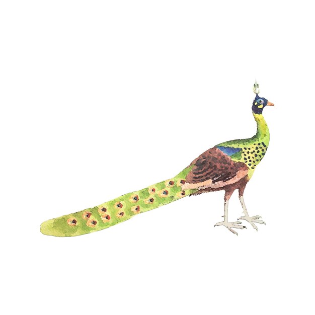 Vetor ilustração em vetor aquarela pavão