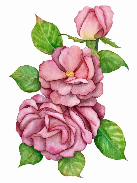 Ilustração em vetor aquarela rosa mosqueta