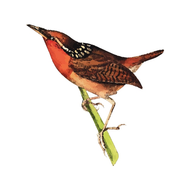 Vetor ilustração em vetor aquarela wren