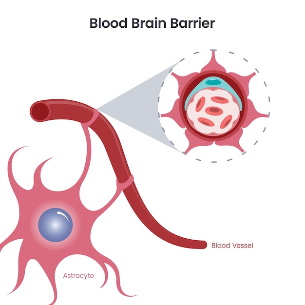 Vetor ilustração em vetor ciência barreira hematoencefálica (bbb)