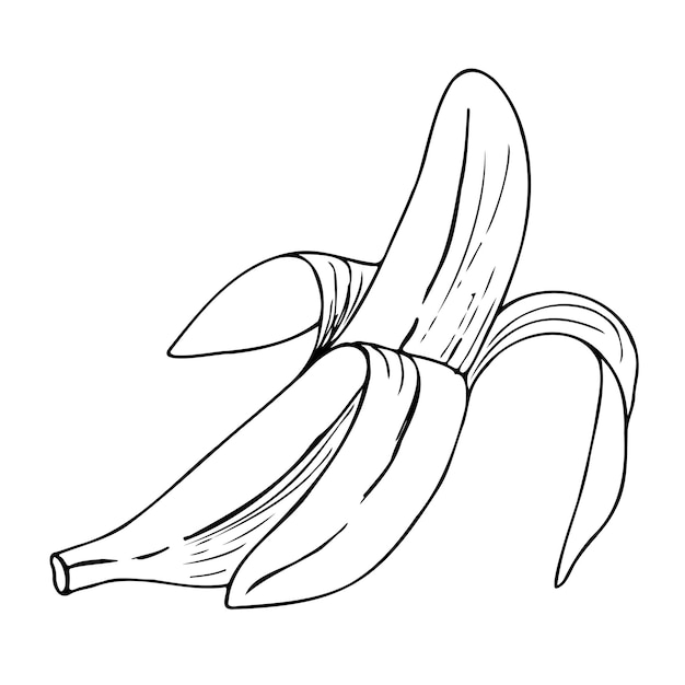 Vetor ilustração em vetor contorno preto banana isolada em um fundo branco