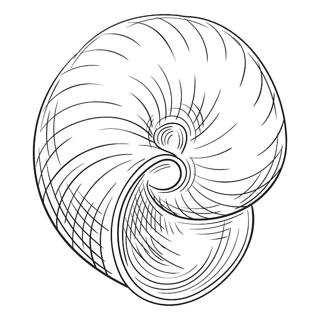 Vetor ilustração em vetor contorno preto e branco de concha isolada em fundo branco para colorir página