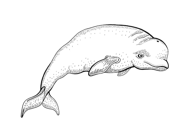 Ilustração em vetor de baleia beluga desenho de linha de animais do oceano água do mar baleia polar vintage xilogravura