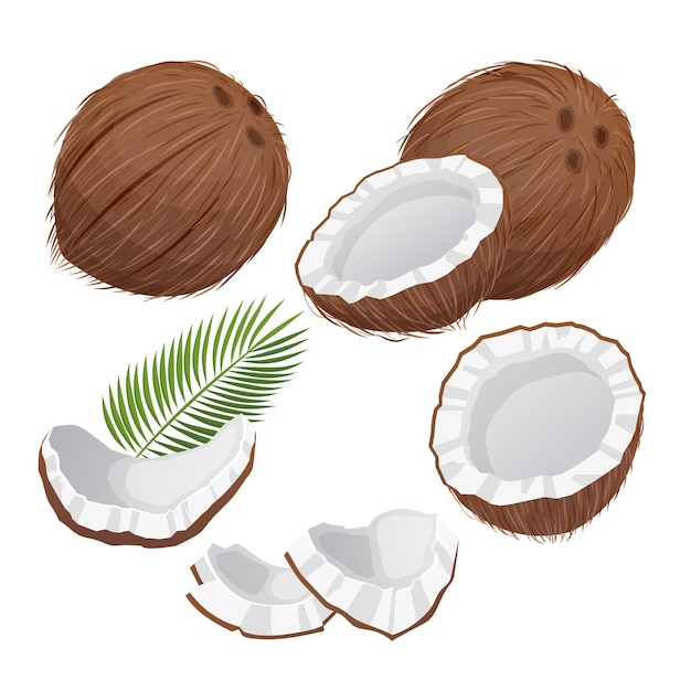 Ilustração em vetor de desenho animado de frutas de leite de coco coco