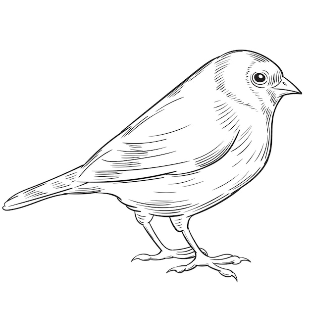 Ilustração em vetor de pintassilgo pequeno pássaro da floresta
