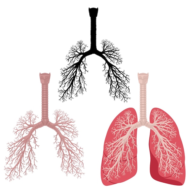 Vetor ilustração em vetor de pulmões de órgão de parte do corpo humano com brônquios e traqueia detalhados