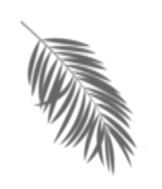 Vetor ilustração em vetor de sombra de palmeira realista transparente