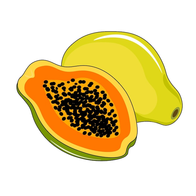 Ilustração em vetor de uma fruta de mamão