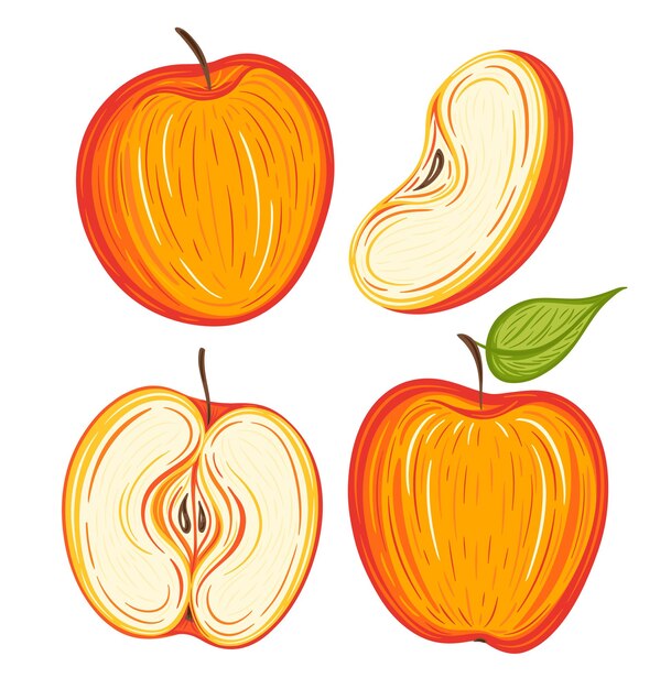 Vetor ilustração em vetor decorativo de coleção de maçãs vermelhas desenhadas à mão colorida