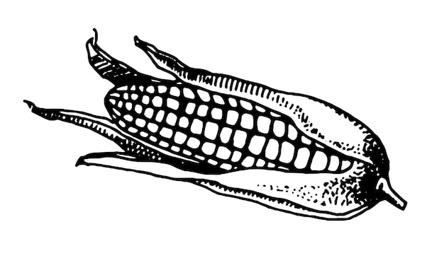 Ilustração em vetor desenhada à mão de milho