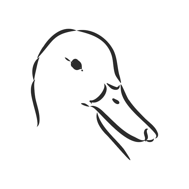 Ilustração em vetor desenho pato isolada em fundo branco. Vista superior desenho vetorial pato
