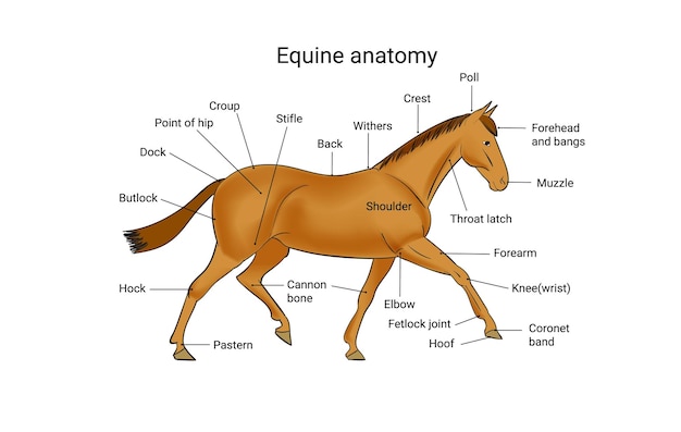 Vetor ilustração em vetor design de cartaz gráfico de informação de cavalo