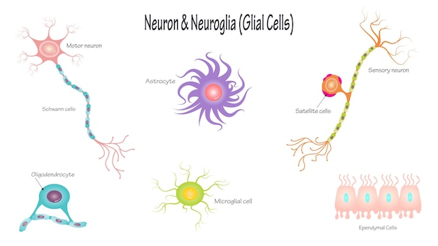 Ilustração em vetor diagrama de neurônios e células gliais