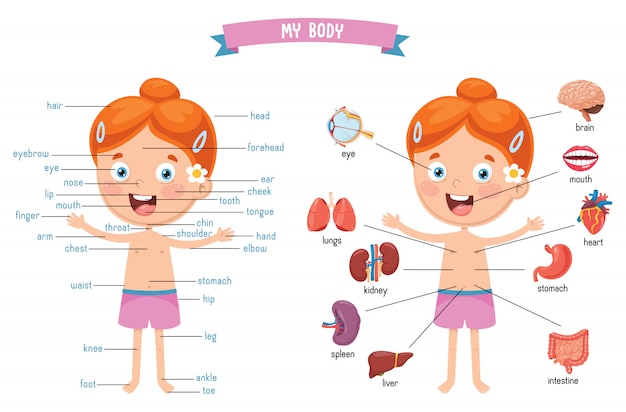 Ilustração em vetor do corpo humano