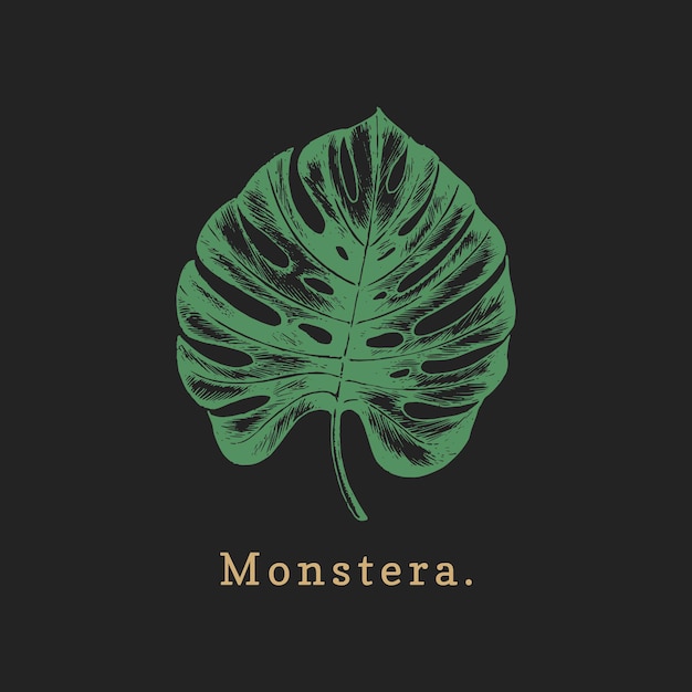 Ilustração em vetor em folha de palmeira em fundo preto. Cartaz com Monstera.