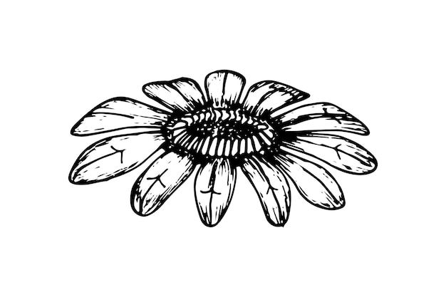 Ilustração em vetor esboço de arte de linha de flor gerbera doodle