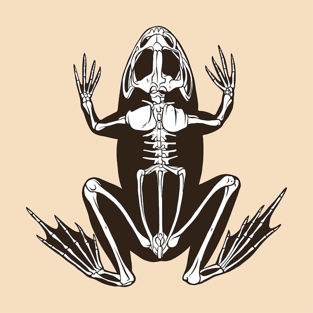 Vetor ilustração em vetor esqueleto de sapo