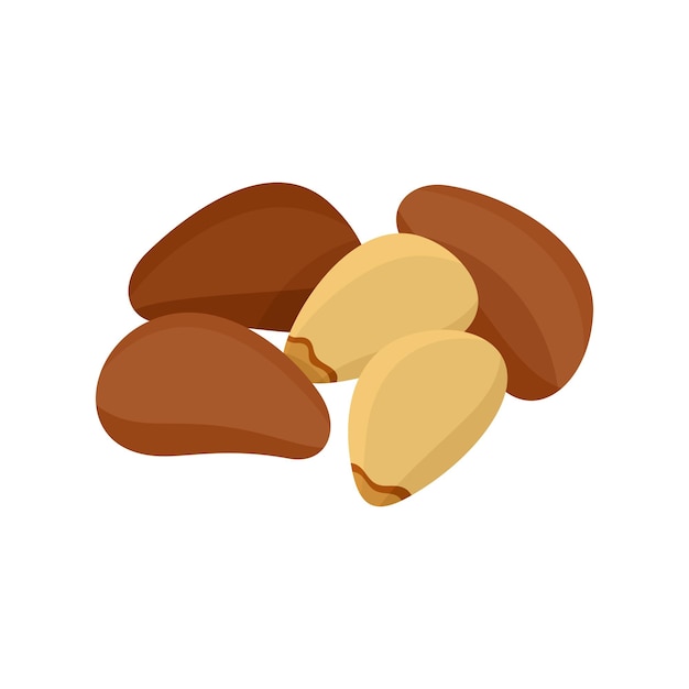 Ilustração em vetor estilo plano de pinhões Pinhão em fundo branco