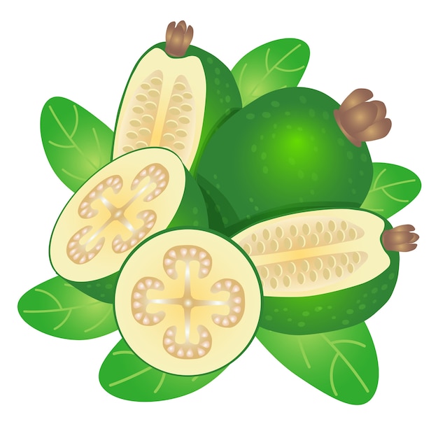 Ilustração em vetor feijoa