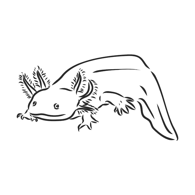 Ilustração em vetor gravura antiga de salamandra axolotl isolada no fundo branco