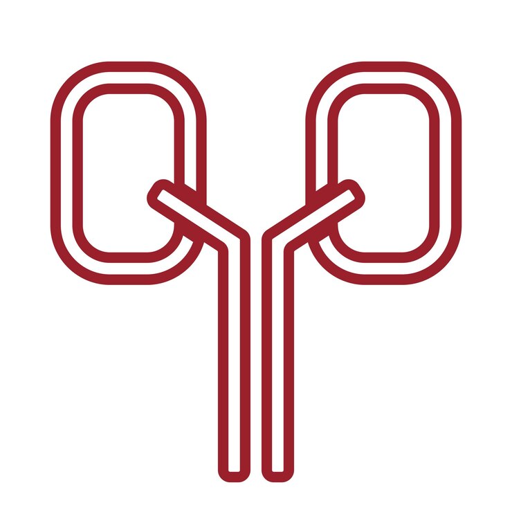 Vetor ilustração em vetor ícone renal