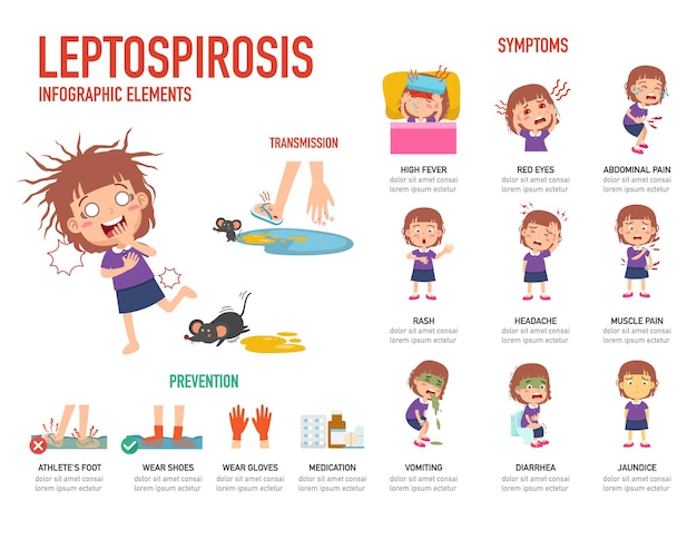Vetor ilustração em vetor infográfico de prevenção e sintomas de leptospirose