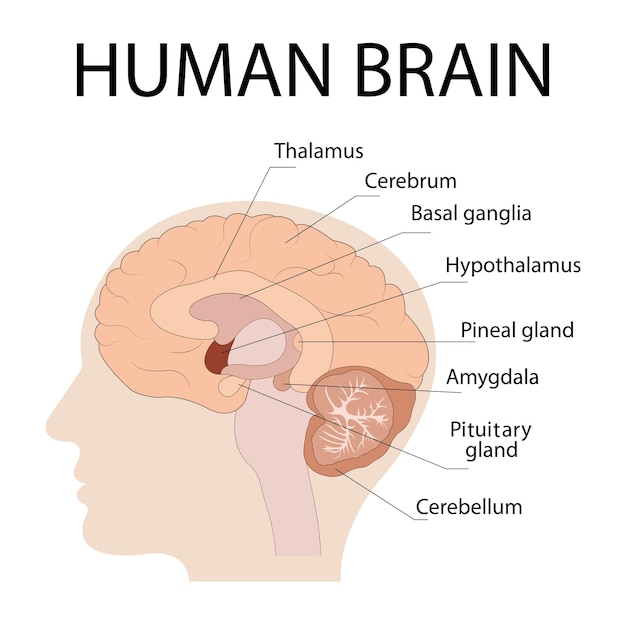 Ilustração em vetor isolada de componentes do cérebro na anatomia detalhada da cabeça humana do ser humano