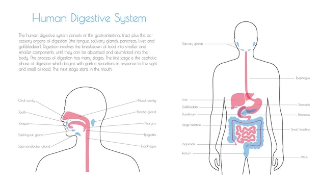 Ilustração em vetor isolada do sistema digestivo