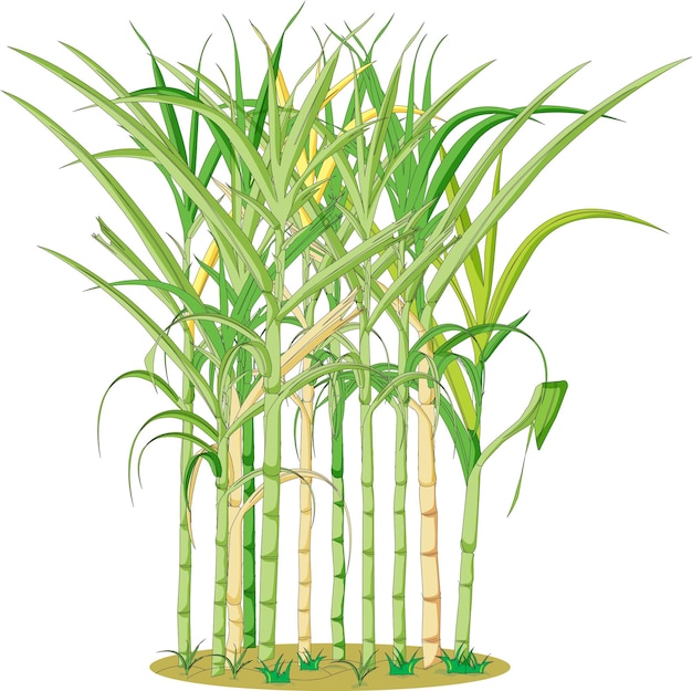 Vetor ilustração em vetor isolado de planta de cana-de-açúcar