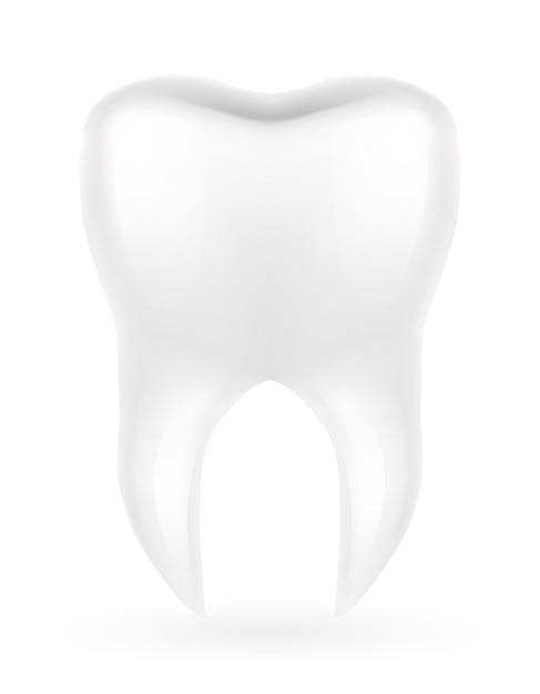 Vetor ilustração em vetor modelo de dente de raiz humana