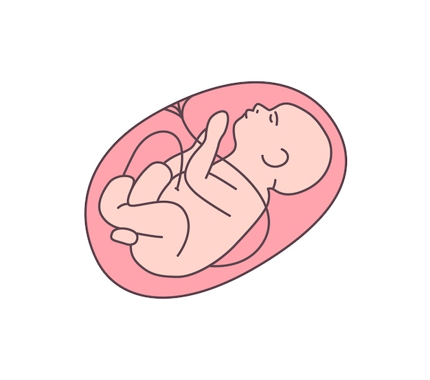 Ilustração em vetor plana bebê por nascer. fetal saudável, ícone de cor de contorno de embrião. clínica obstétrica, elemento de design de logotipo de maternidade. feto no útero da mãe rodeado de placenta.