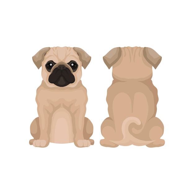 Ilustração em vetor plana de cachorro pug engraçado vista frontal e traseira Pequeno cão doméstico com focinho curto de cabeça redonda e cauda enrolada
