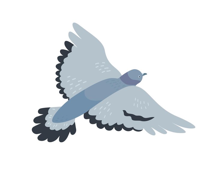 Vetor ilustração em vetor plana pombo voador. animal livre com plumagem cinza escuro. pomba cinza com asas abertas. voo do pássaro, símbolo da liberdade. adorável passarinho de planador isolado no fundo branco.