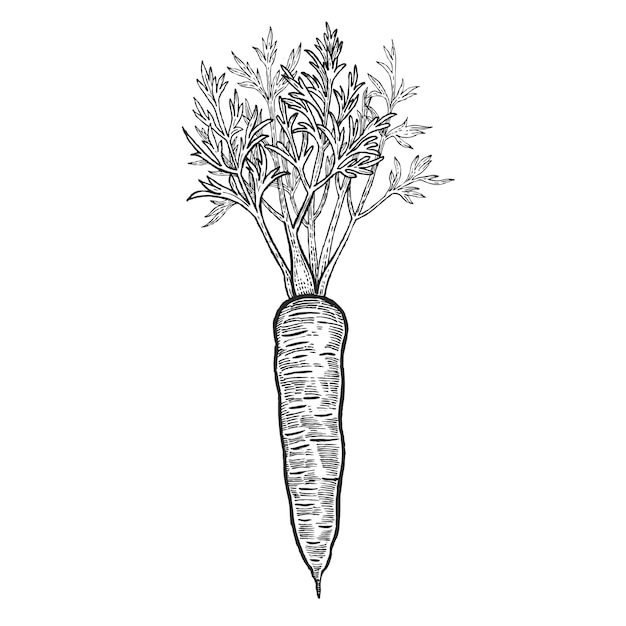 Ilustração em vetor preto e branco de cenouras de legumes