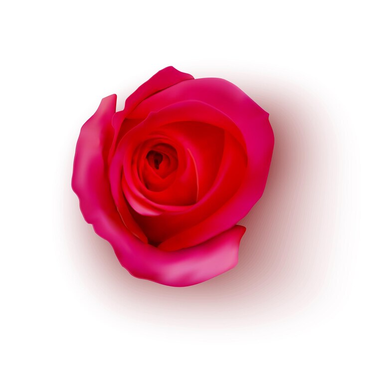 Vetor ilustração em vetor realista rosa vermelha em fundo branco