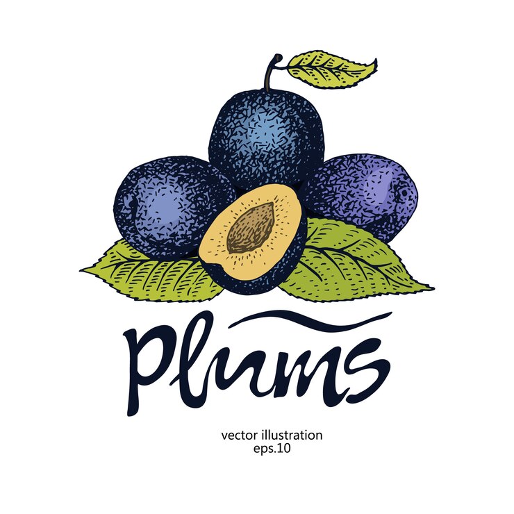 Vetor ilustração em vetor retrô ameixa. modelo de logotipo de fruta botânica. ameixa baga gravada.