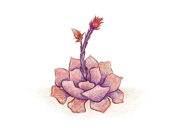 Ilustração esboço desenhado à mão de echeveria ou afterglow. plantas suculentas para decoração de jardins.