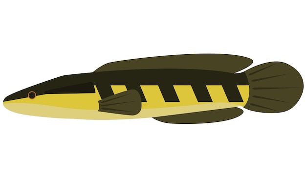 Vetor ilustração gráfica vetorial do peixe cabeça de cobra channa marulius em fundo branco isolado