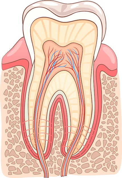 Ilustração médica da seção do dente