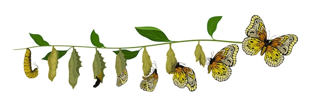 Vetor ilustração mostrando o ciclo de vida da borboleta da larva ao inseto adulto criatura voadora entomologia tema elemento gráfico para livro biológico ou cartaz infográfico design vetorial plano isolado