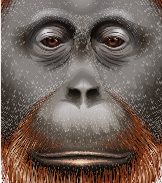 Ilustração, orangotango