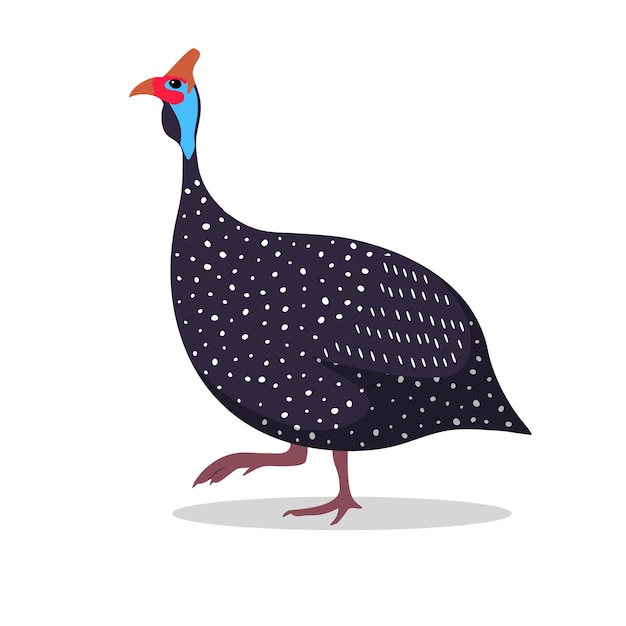 Ilustração plana de desenhos animados de galinha-d'angola andando