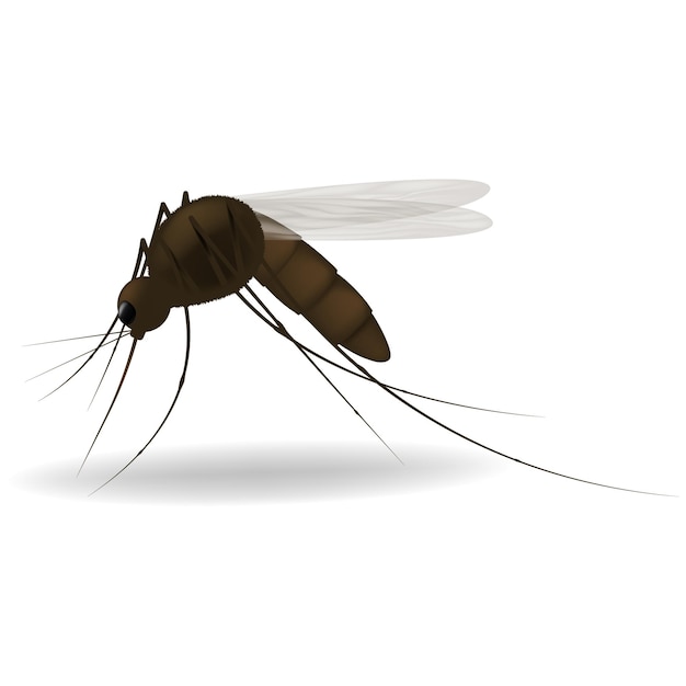 Vetor ilustração realista de um design realista de mosquito inseto de fonte gráfica