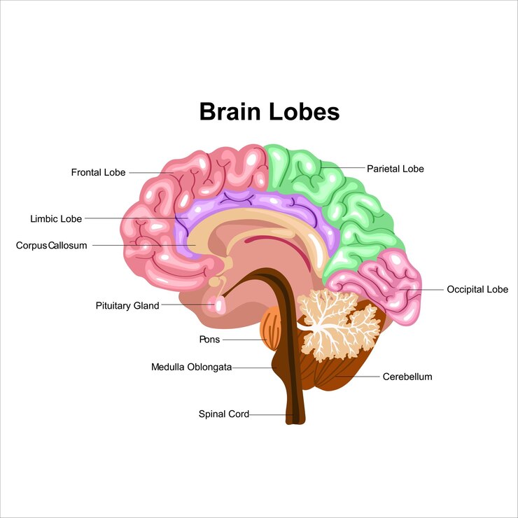 Vetor ilustração rotulada de visão lateral do cérebro