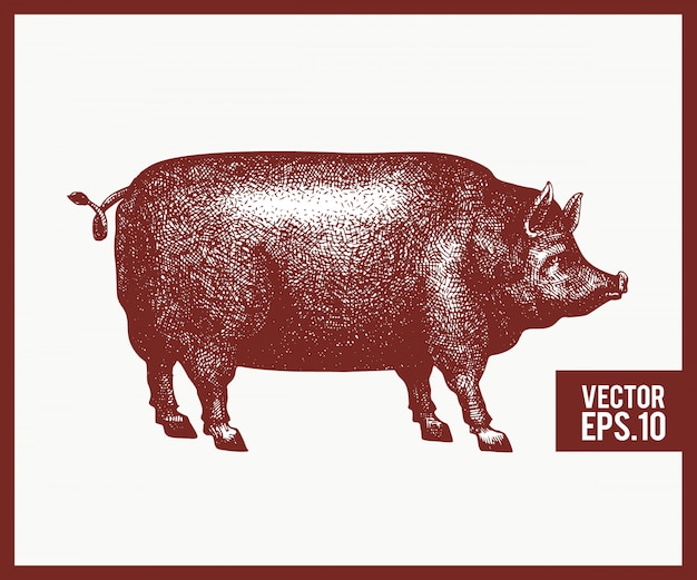 Ilustração tirada mão do vetor da silhueta preta do porco. estilo de gravura retro. esboço de desenho de animais de fazenda.